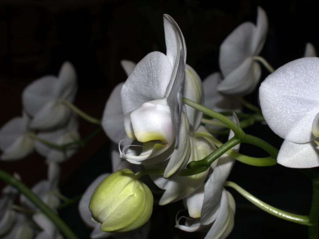 Phalaenopsis aphrodite - photo 2