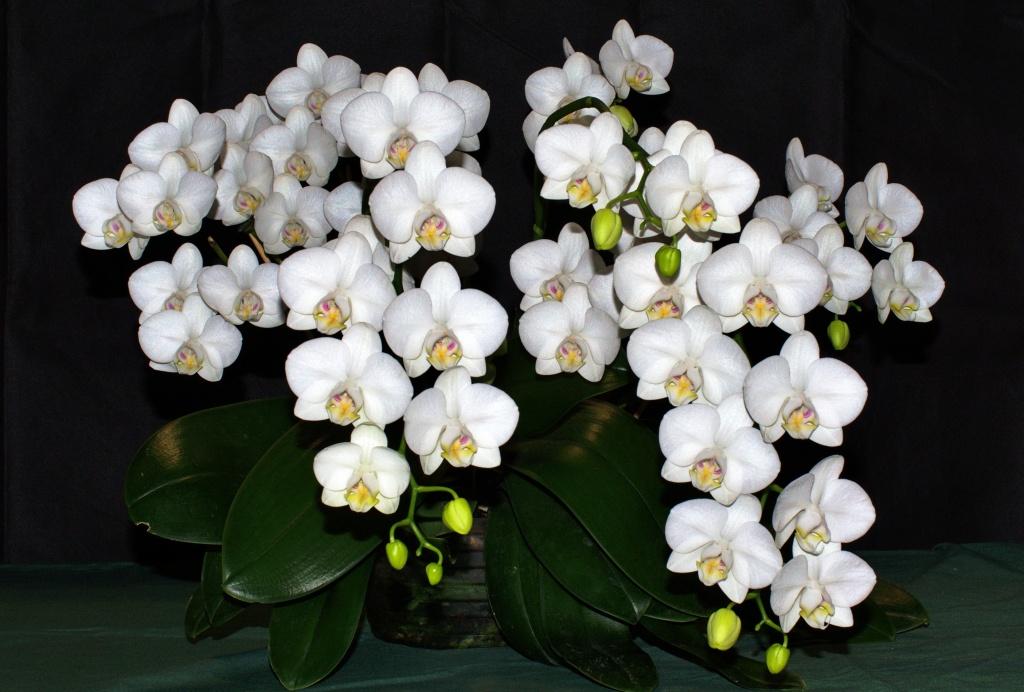 Phalaenopsis aphrodite