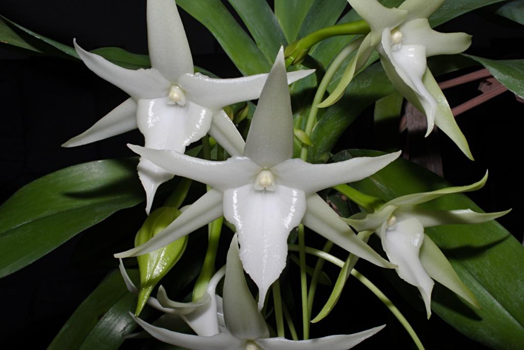 Angraecum sesquipedale