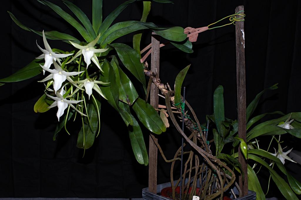 Angraecum sesquipedale var. sesquipedale - photo 2