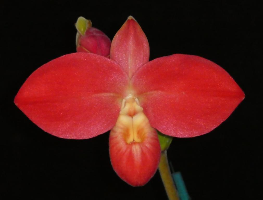 Phrag Fritz Schomburg