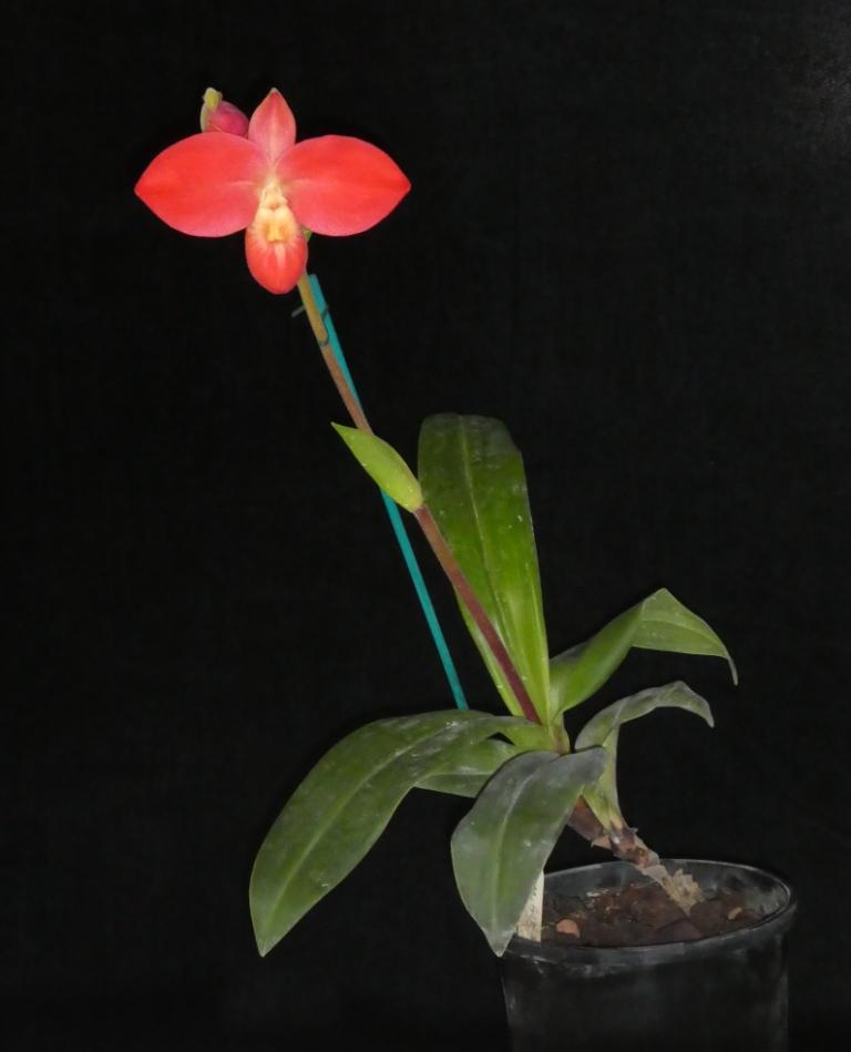 Phragmipedium Fritz Schomburg - photo 2