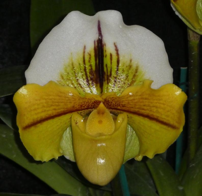 Paph Traveller