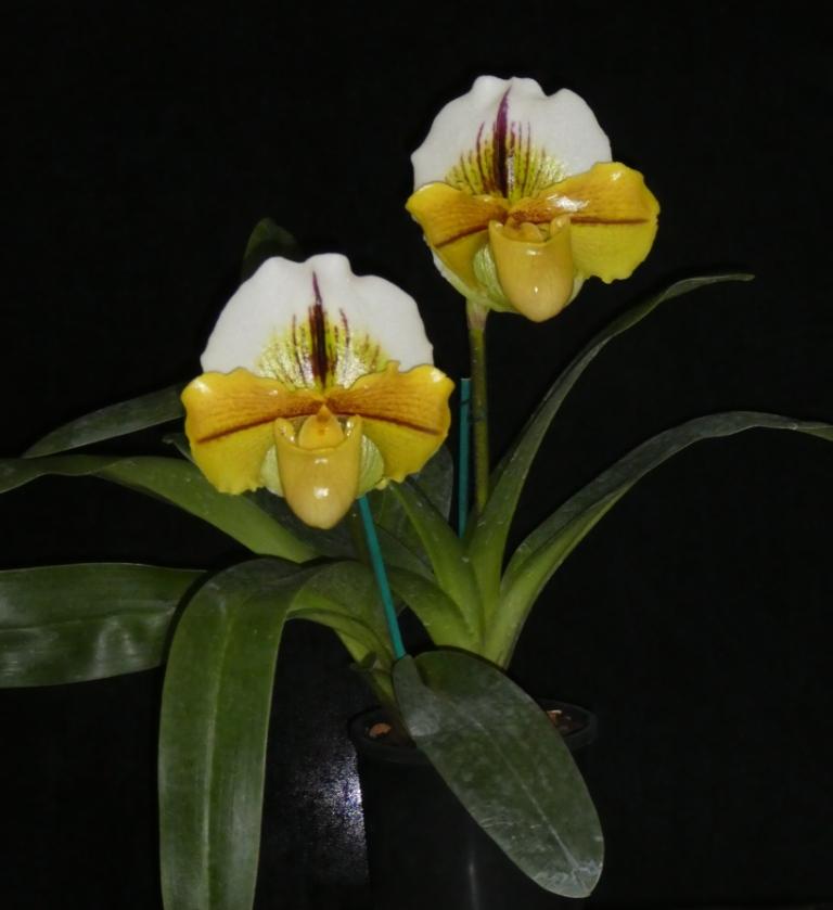 Paphiopedilum Traveller - photo 2