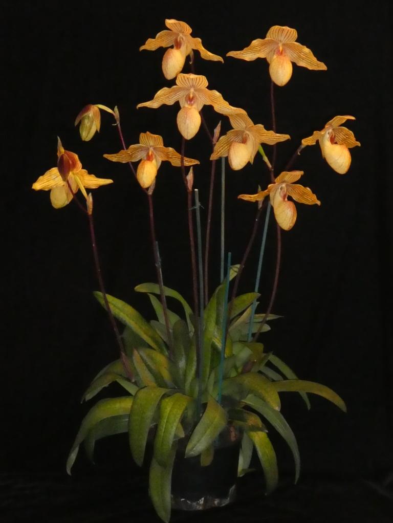 Paph Dollgoldi