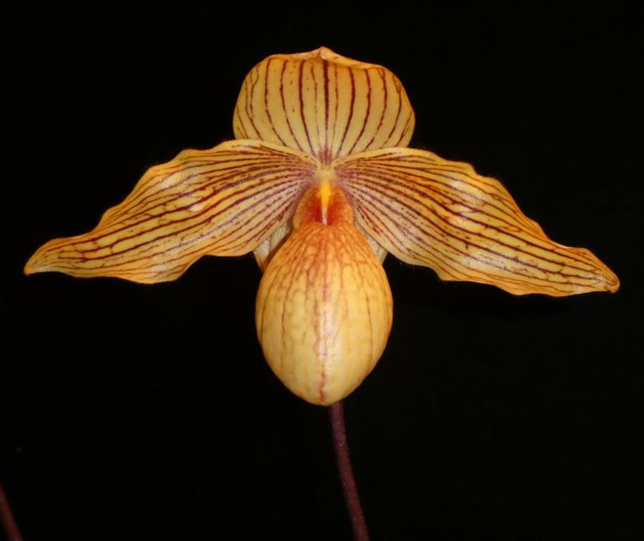 Paphiopedilum Dollgoldi - photo 2