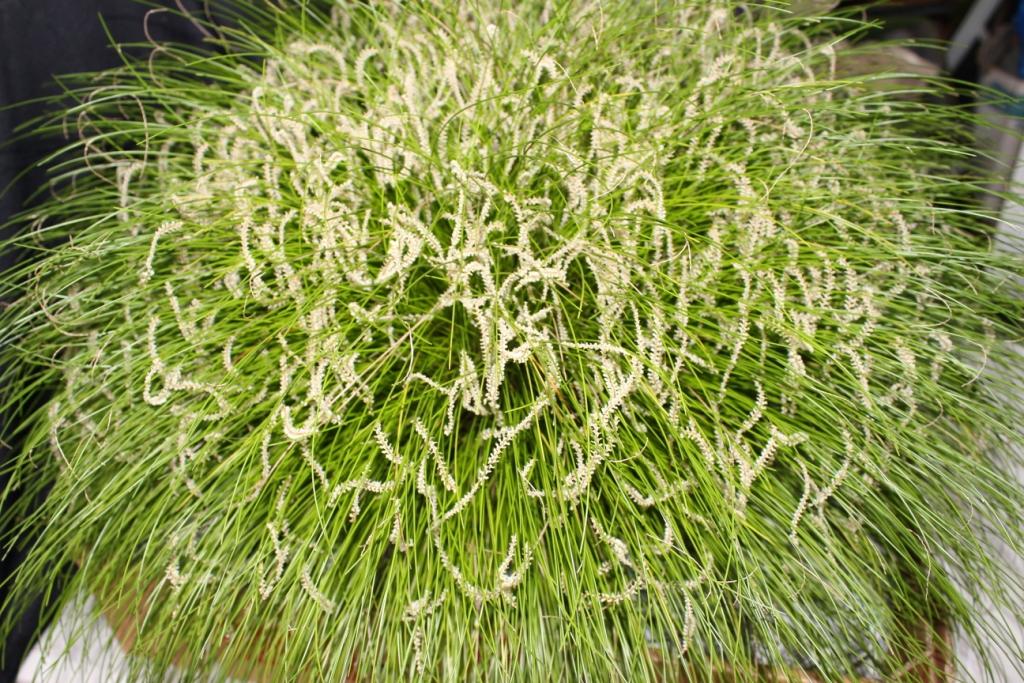 Coelogyne tenella 'Jan's Delight'