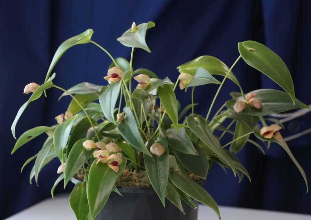 Pleurothallis palliolata - photo 2