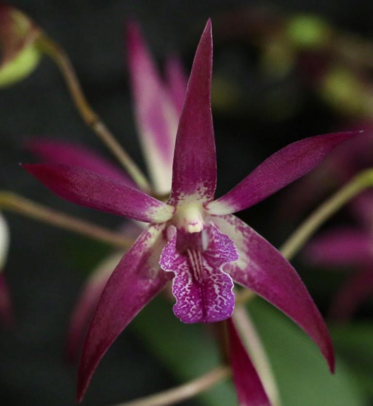 Den Memoria Adrian Groffen