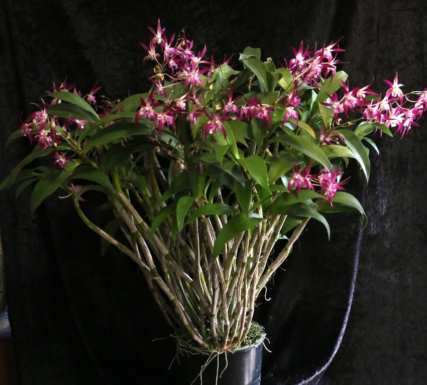 Dendrobium Memoria Adrian Groffen - photo 2