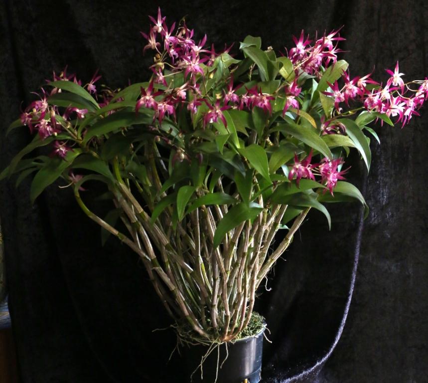 Den Memoria Adrian Groffen