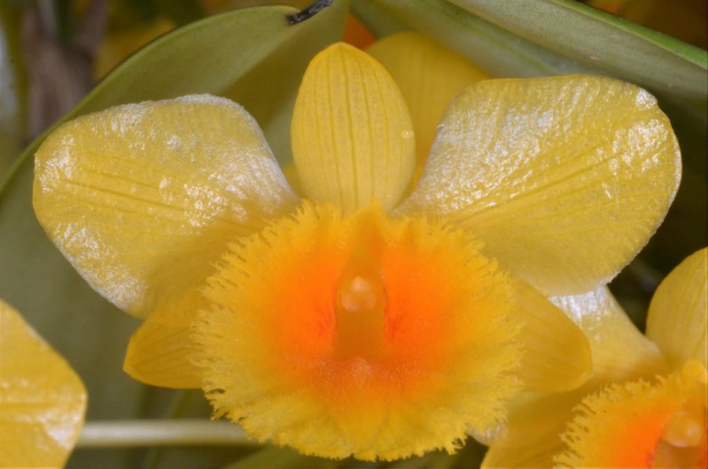 Dendrobium chrysotoxum