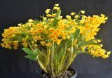 Dendrobium chrysotoxum - photo 2