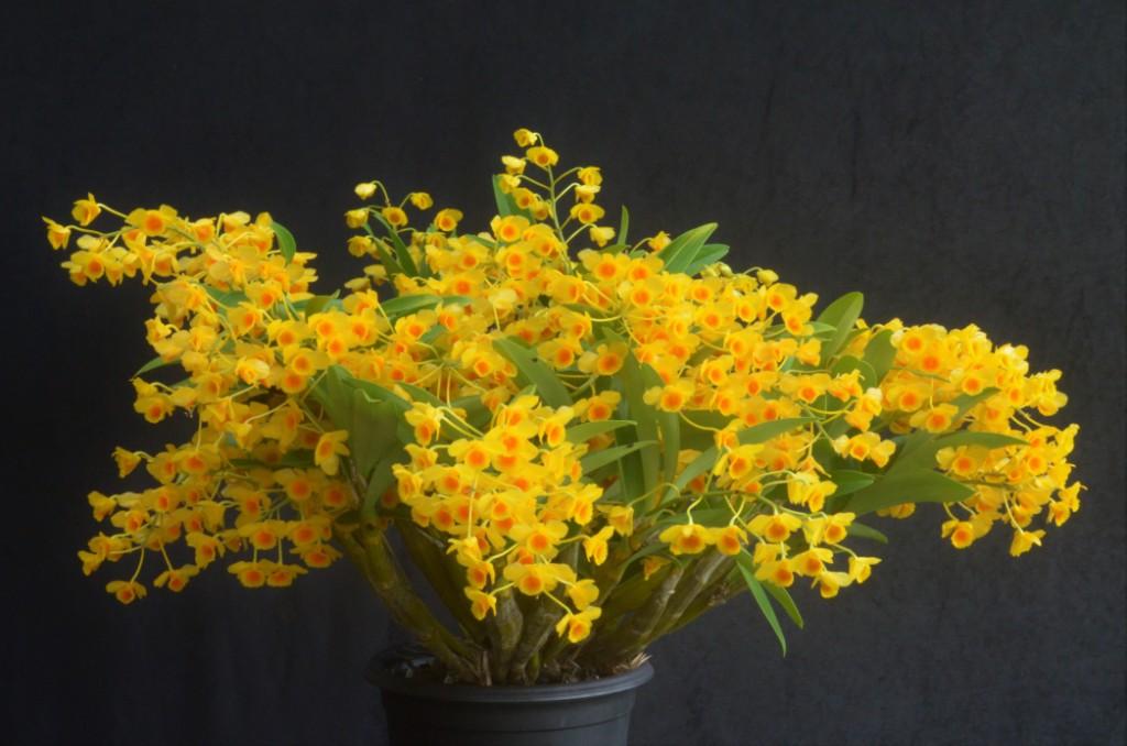 Dendrobium chrysotoxum