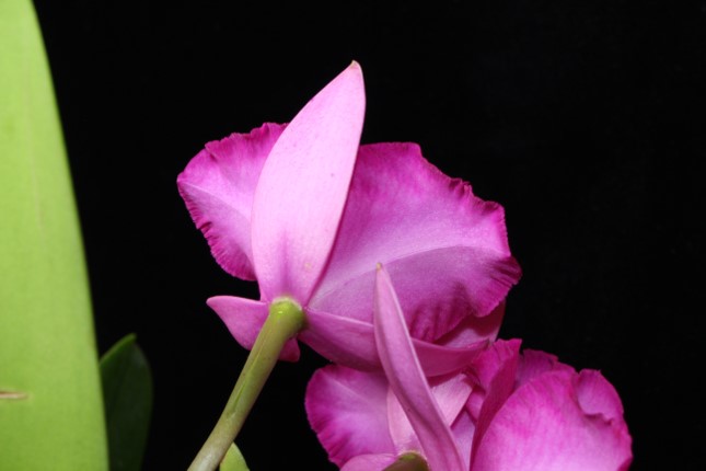 Cattlianthe Dendi's Satin - photo 2