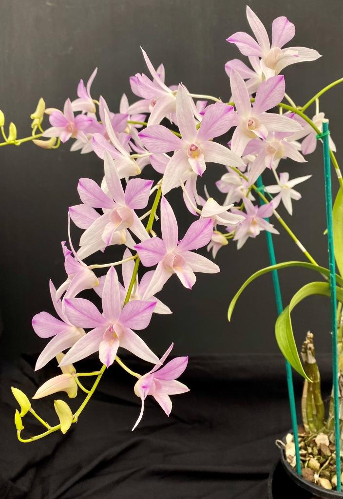 Dendrobium Warringah - photo 2