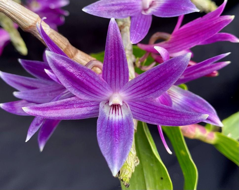 Den Mingle's Sapphire