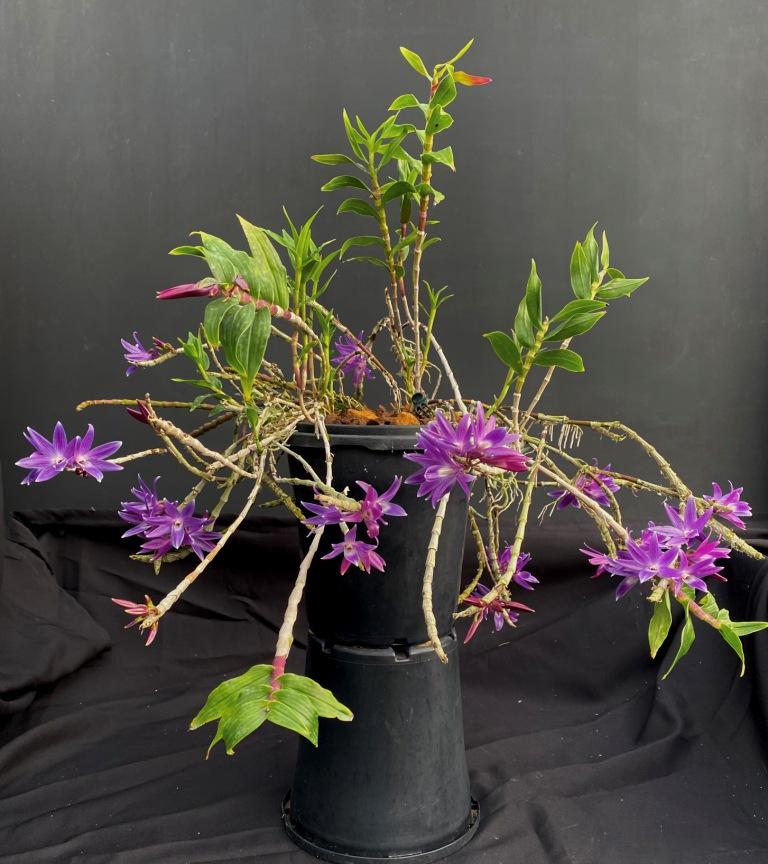Dendrobium Mingle's Sapphire - photo 2