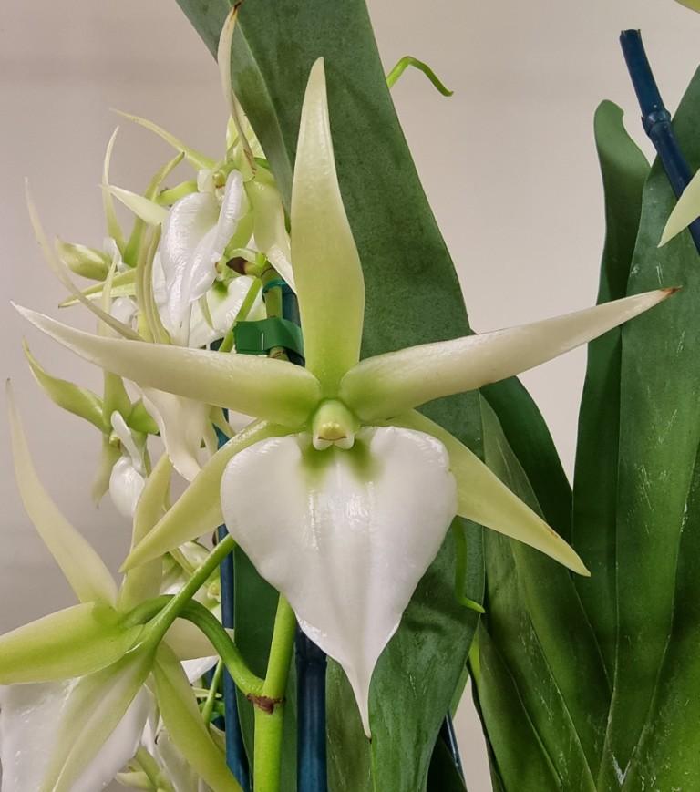 Angr Memoria Mark Aldridge