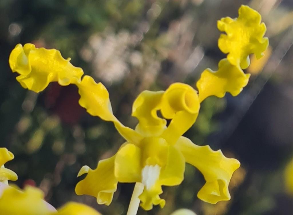 Dendrobium discolor var broomfieldii