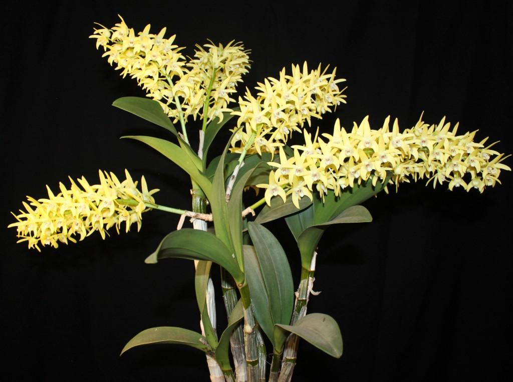 Dendrobium Brimbank Gold - photo 2