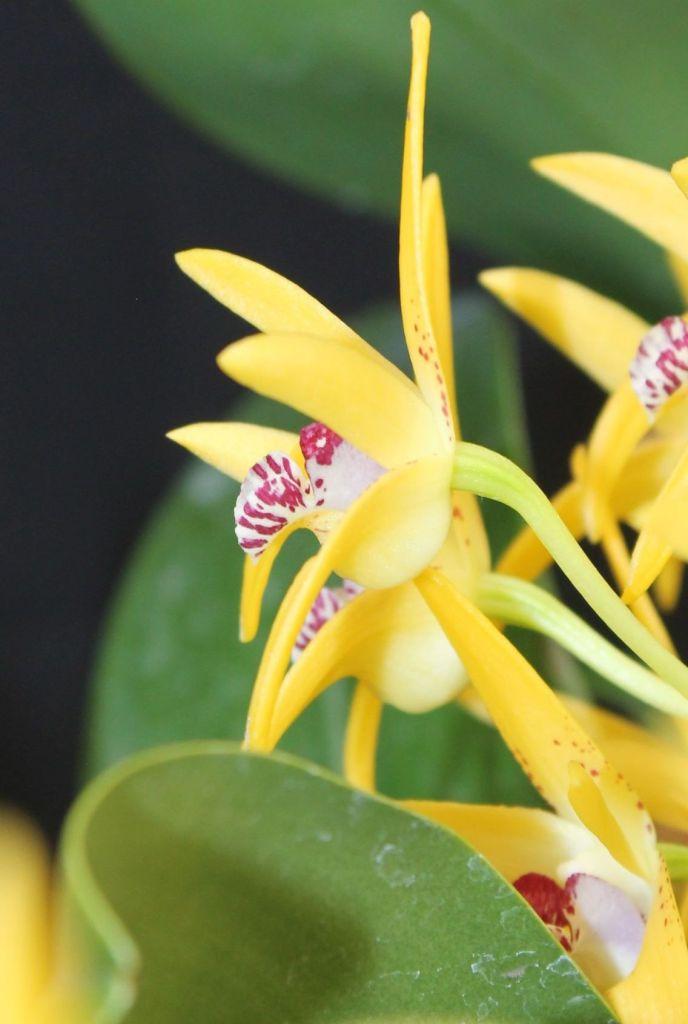 Dendrobium Cosmic Gold - photo 2