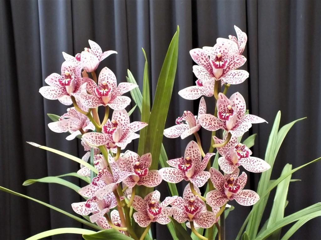 Cymbidium Running Wild - photo 2