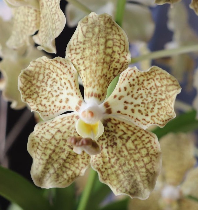 Papilionanda Memoria Barbara Swan