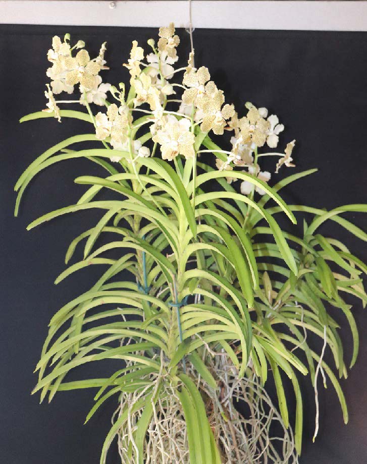 Papilionanda Memoria Barbara Swan