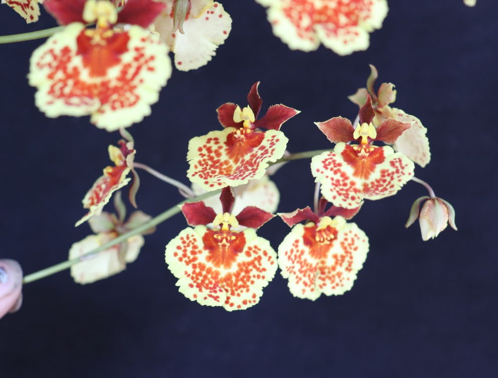 Tolu Golden Sunset 'Myra's Sunshine'