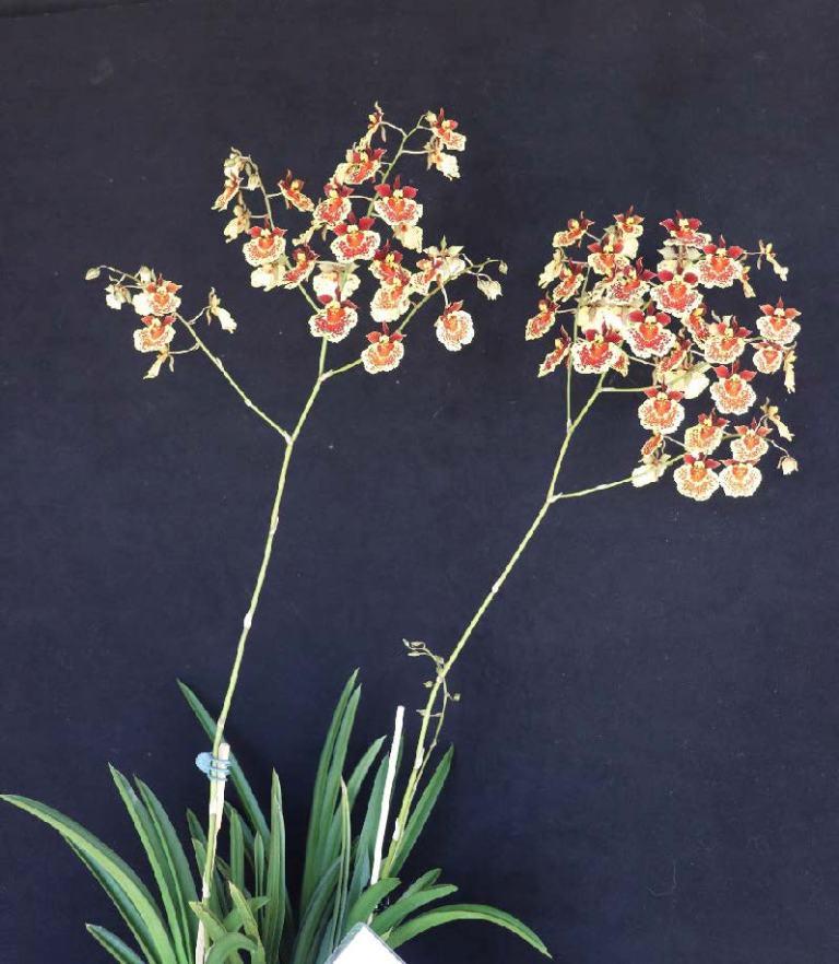 Tolumnia Golden Sunset 'Myra's Sunshine' - photo 2