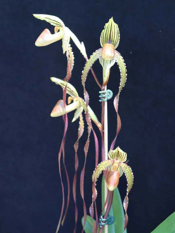 Paph Shin-Yi Isabel