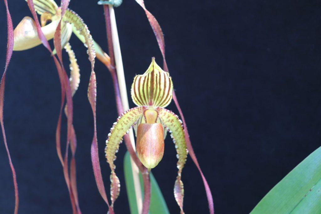 Paphiopedilum Shin-Yi Isabel - photo 2