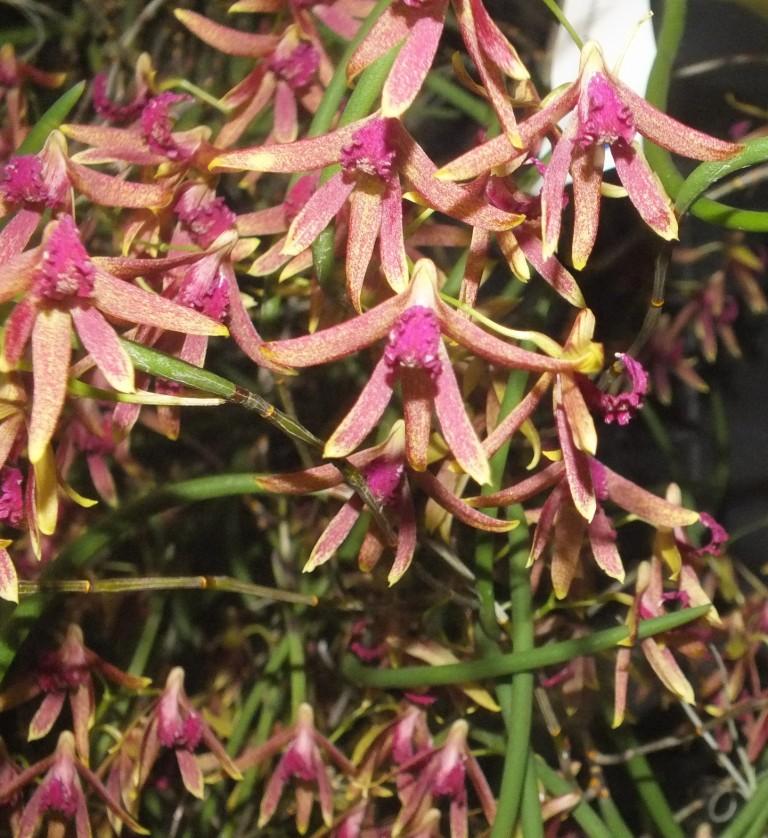 Den Australian Deep Purple