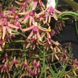 Dendrobium Australian Deep Purple - photo 2