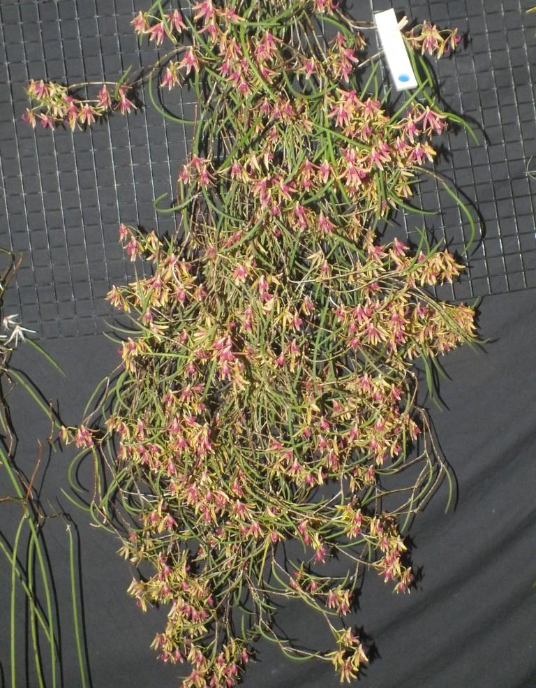 Den Australian Deep Purple