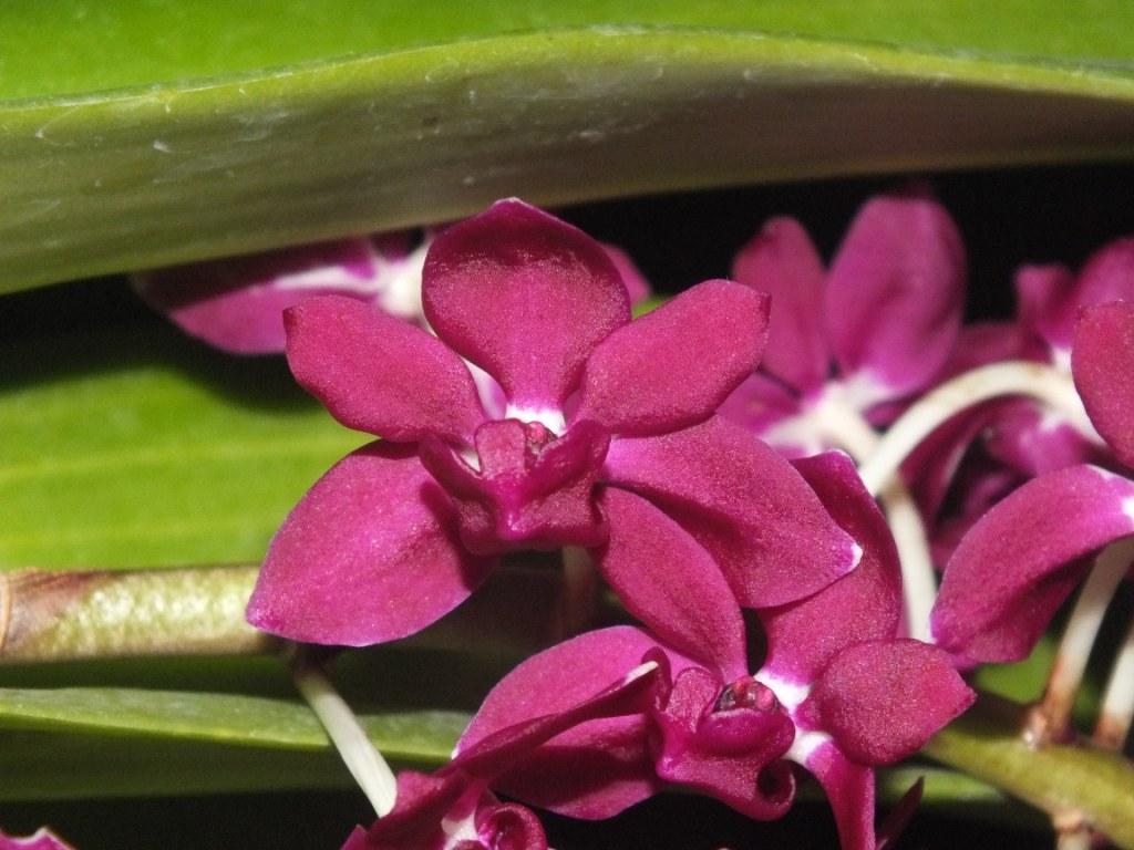 Rhyncostylis gigantea