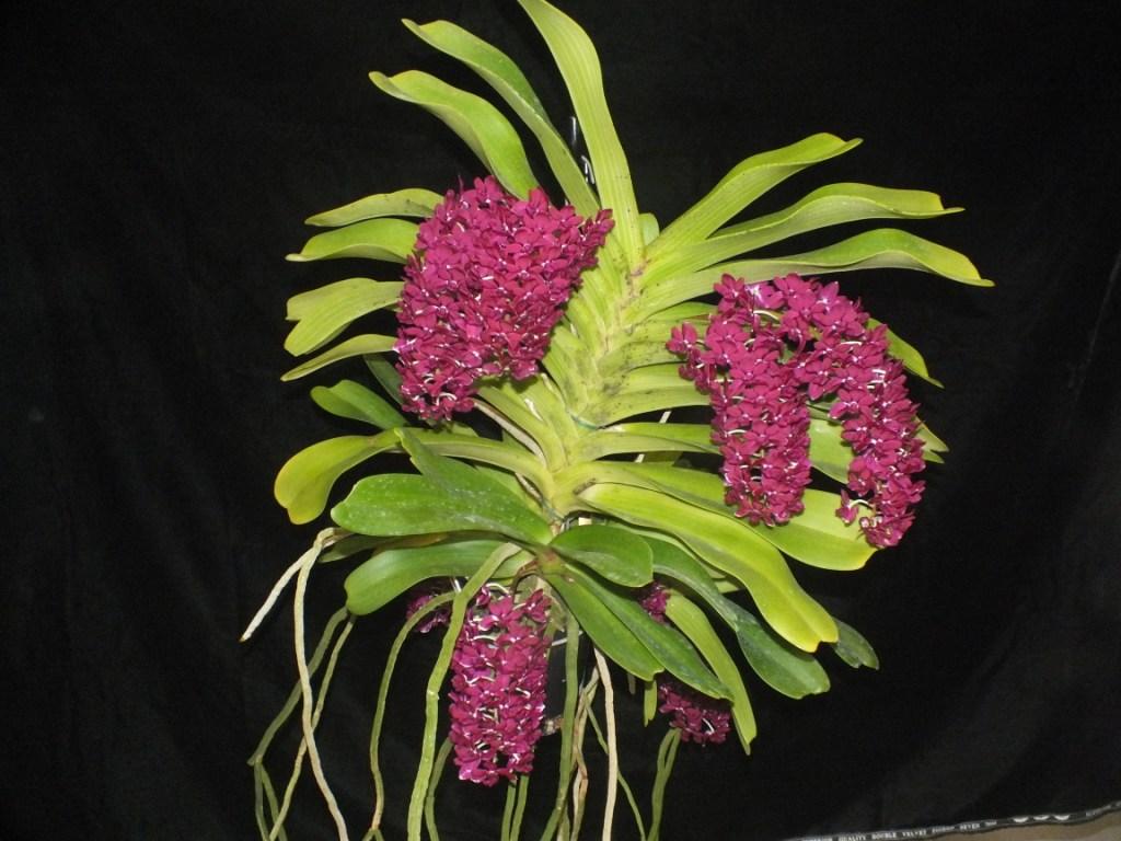 Rhyncostylis gigantea