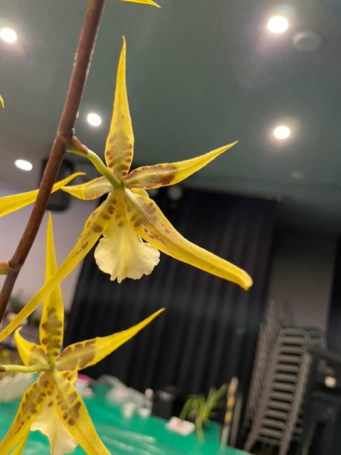 Brsdm Yellow Star - photo 2