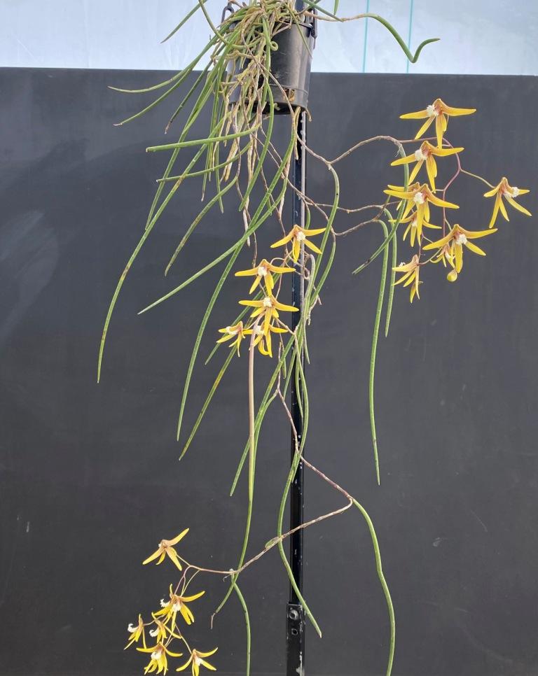 Dendrobium Hunter Legend - photo 2