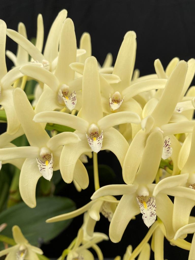 Dendrobium speciosum