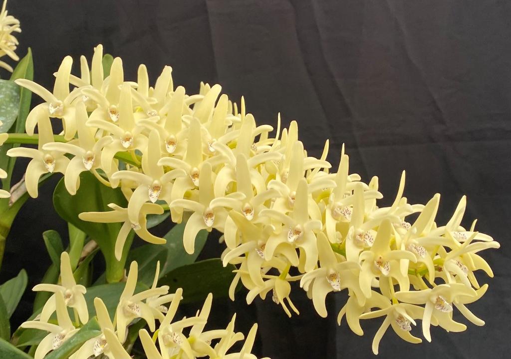 Dendrobium speciosum var. boreale - photo 2