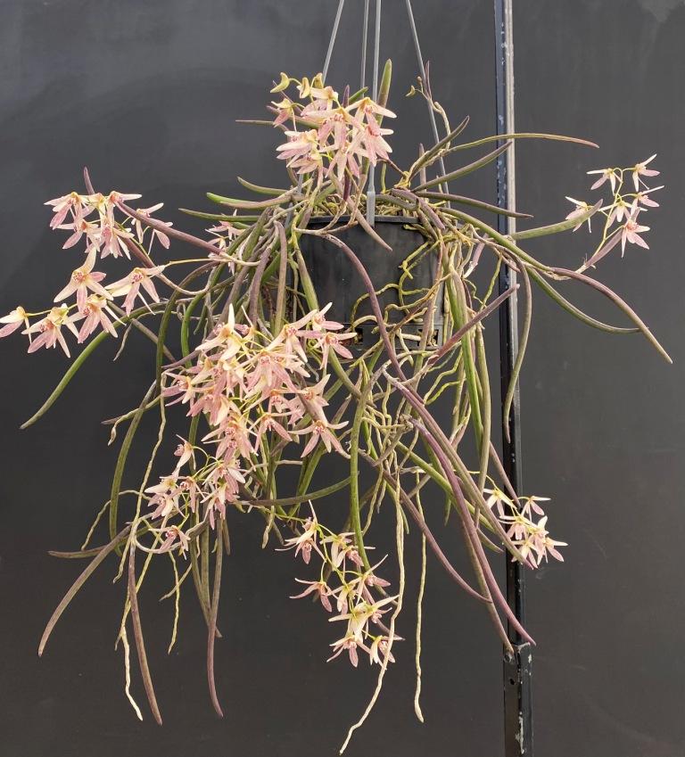 Dendrobium Amphion Aglaea - photo 2