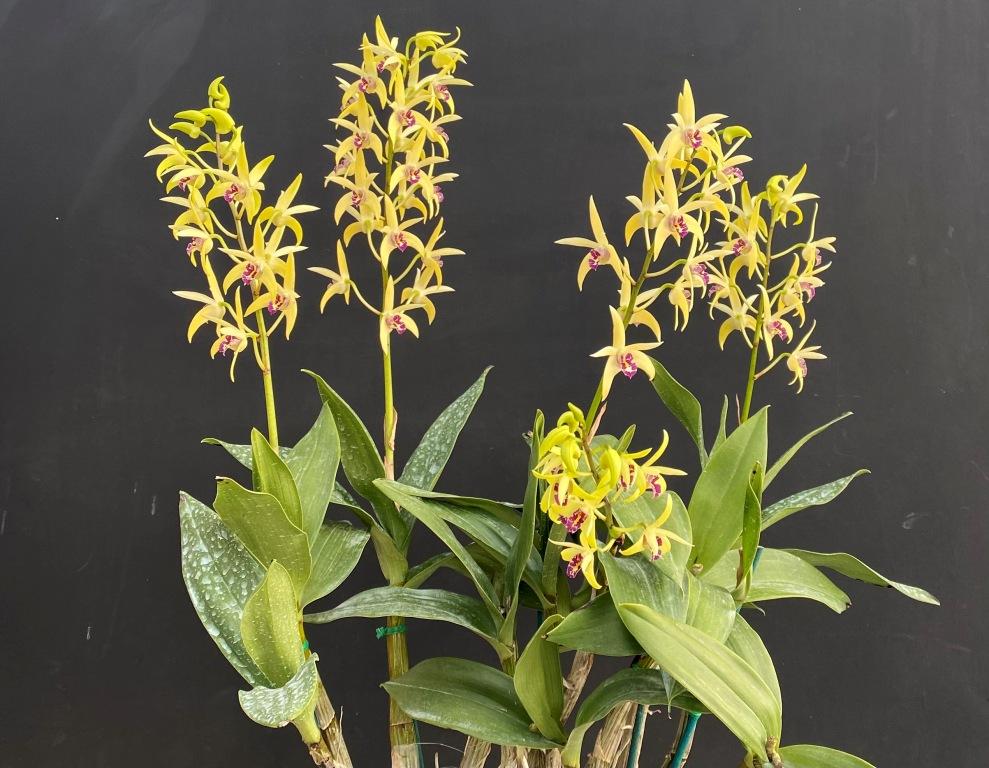 Dendrobium Cosmic Opal - photo 2