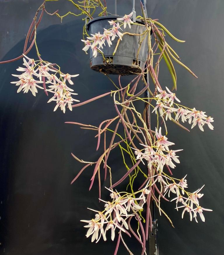 Dendrobium Amphion Aglaea - photo 2