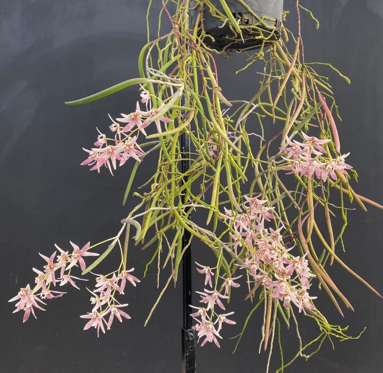 Dendrobium Amphion Aglaea - photo 2