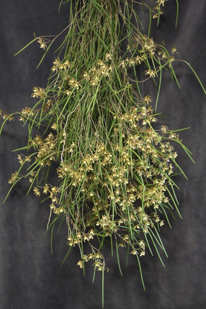 Dendrobium Eric Olsen - photo 2