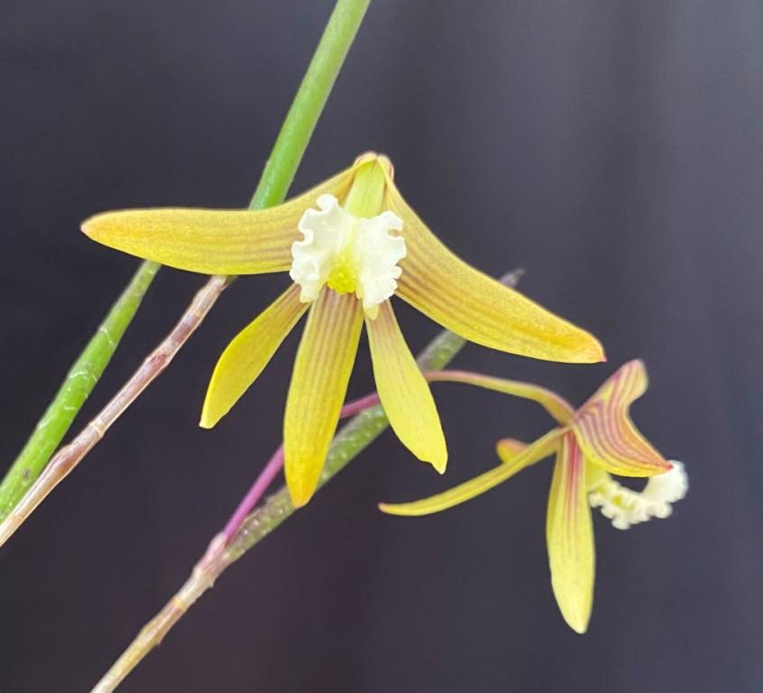 Den Kalon Byrne-Dimos