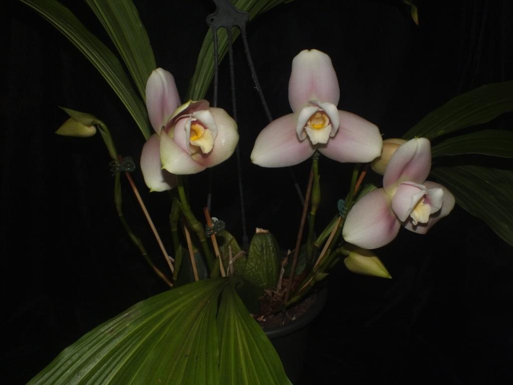 Lycaste Macama - photo 2