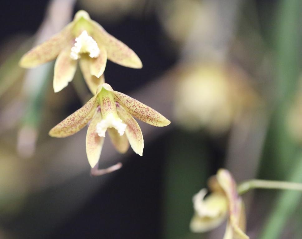 Den Australian Ginger